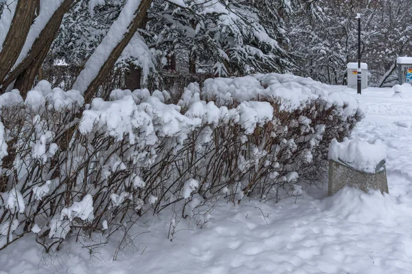 Paisagem Inverno Com Árvores Cobertas Neve South Park Cidade Sofia — Fotografia de Stock