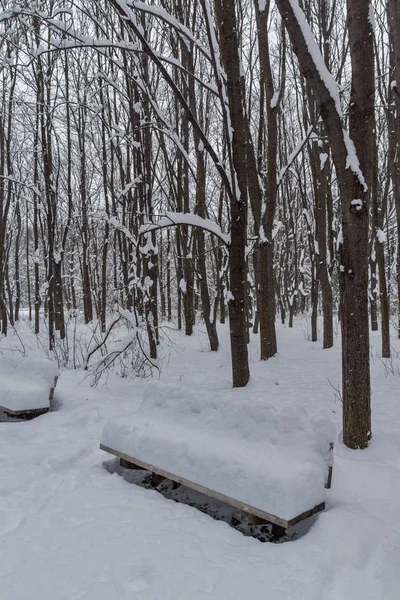 在保加利亚索非亚市的南方公园 冬季的雪覆盖的树木景观 — 图库照片
