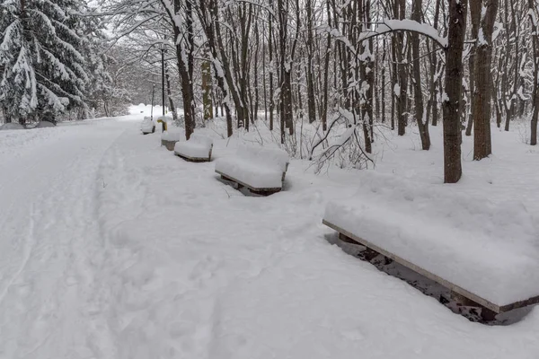在保加利亚索非亚市的南方公园 冬季的雪覆盖的树木景观 — 图库照片