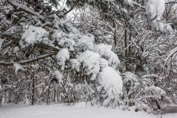 Paysage Hiver Avec Des Arbres Enneigés Dans South Park Sofia — Photo