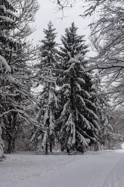 Χειμερινό Τοπίο Χιόνι Κάλυψε Δέντρα Στη Νότιο Πάρκο Στην Πόλη — Φωτογραφία Αρχείου