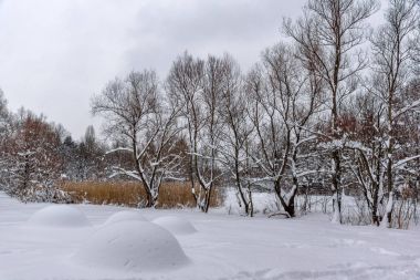 Ağaçlar Bulgaristan Sofya şehir South Park'taki kış manzarası kar ile kaplı
