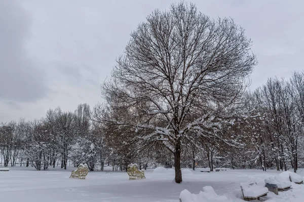 Paisaje Invierno Con Árboles Cubiertos Nieve South Park Ciudad Sofía —  Fotos de Stock