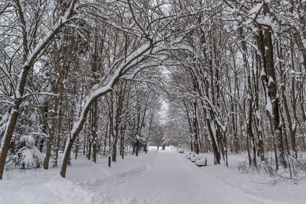 Winterlandschap Met Sneeuw Bedekt Bomen South Park Stad Van Sofia — Stockfoto