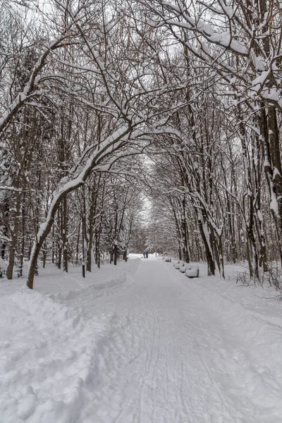 Winterlandschap Met Sneeuw Bedekt Bomen South Park Stad Van Sofia — Stockfoto