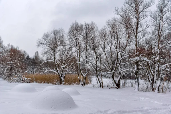 Paisaje Invierno Con Árboles Cubiertos Nieve South Park Ciudad Sofía —  Fotos de Stock