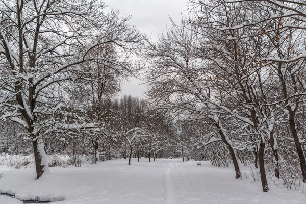 Winterlandschap Met Sneeuw Bedekt Bomen South Park Stad Van Sofia — Stockfoto