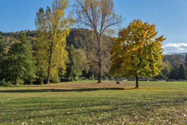 Sonbahar yatay, sarı ağacın yanında Pancharevo Gölü, Sofya şehir bölge, Bulgaristan