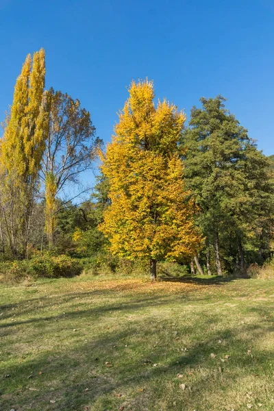 Outono Paisagem Com Árvore Amarela Perto Lago Pancharevo Região Cidade — Fotografia de Stock