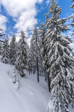 Pamporovo resort, bölge Smolyan, Bulgaristan yakınındaki Rodop Dağları'nın muhteşem kış manzarası