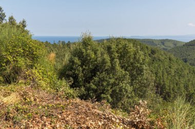 Muhteşem yaz manzara Chalkidiki, orta Makedonya, Yunanistan