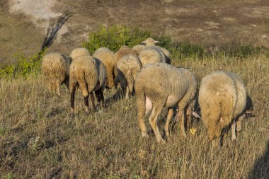Şehir, Kırcaali, Bulgaristan kaya fenomen taş düğün yakın koyun otlatma