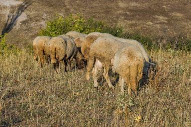 Şehir, Kırcaali, Bulgaristan kaya fenomen taş düğün yakın koyun otlatma