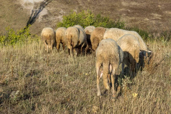 Grazing Ovelhas Perto Fenômeno Rock Casamento Pedra Perto Cidade Kardzhali — Fotografia de Stock