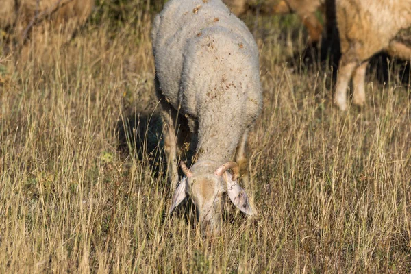 Grazing Ovelhas Perto Fenômeno Rock Casamento Pedra Perto Cidade Kardzhali — Fotografia de Stock