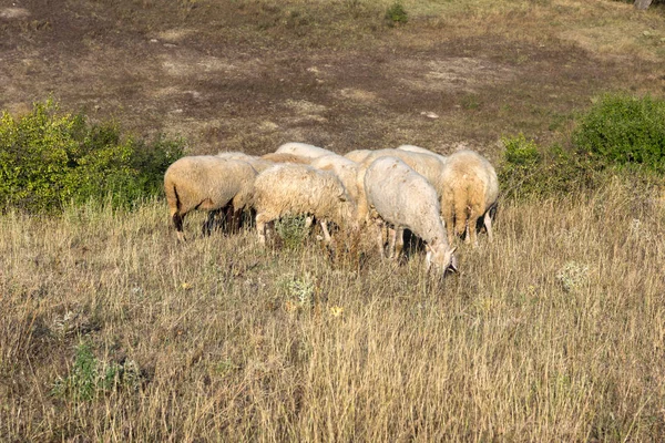 Pâturage Moutons Près Phénomène Rocheux Pierre Mariage Près Ville Kardzhali — Photo