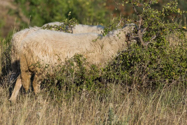 Weidende Schafe Der Nähe Von Felsphänomen Steinhochzeit Der Nähe Der — Stockfoto
