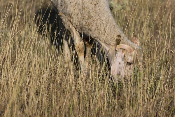 Grazing Ovelhas Perto Fenômeno Rock Casamento Pedra Perto Cidade Kardzhali — Fotografia de Stock