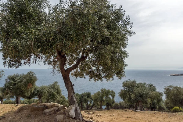 Landschaft Mit Olivenbäumen Der Nähe Des Giola Natürlichen Pools Auf — Stockfoto