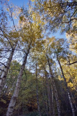 Sarı ağaçlarıyla, Vitosha Mountain, Sofya şehir bölgesi sonbahar manzara