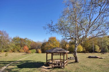 Sarı ağaçlarıyla, Vitosha Mountain, Sofya şehir bölgesi sonbahar manzara