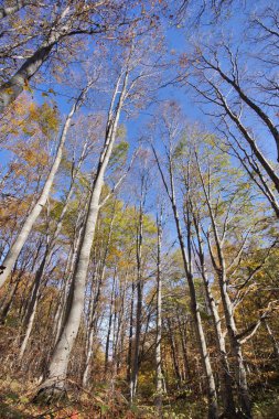 Sarı ağaçlarıyla, Vitosha Mountain, Sofya şehir bölgesi sonbahar manzara