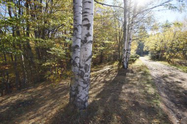 Sarı ağaçlarıyla, Vitosha Mountain, Sofya şehir bölgesi sonbahar manzara
