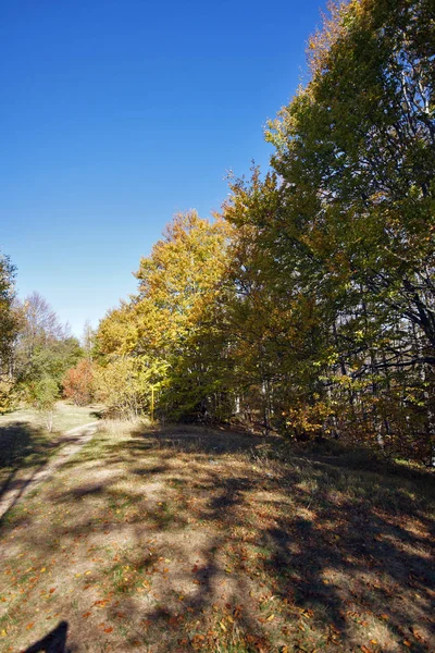 Paysage Automne Avec Arbres Jaunes Montagne Vitosha Région Sofia Bulgarie — Photo