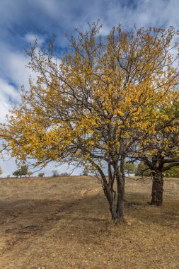 Sonbahar Panoramic view Cherna Gora dağın, Pernik bölge, Bulgaristan