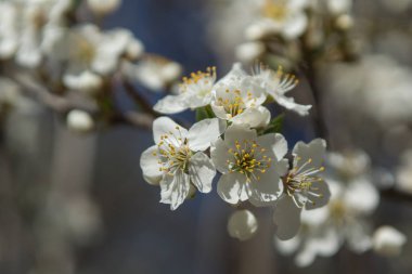 Erik ağacı bulanık doğa arka plan üzerinde beyaz bahar çiçekleri ile
