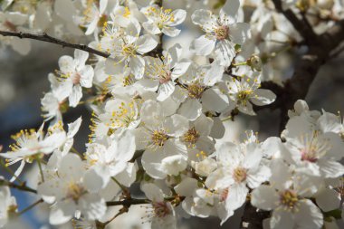 Erik ağacı bulanık doğa arka plan üzerinde beyaz bahar çiçekleri ile