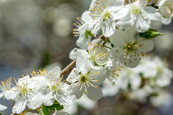 Švestka Bílých Květů Jaře Rozmazané Přírodní Pozadí — Stock fotografie