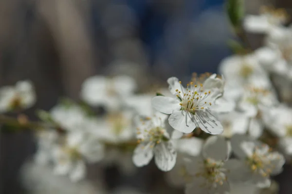Δαμασκηνιά Άσπρα Άνθη Την Άνοιξη Φύση Θολή Φόντο — Φωτογραφία Αρχείου