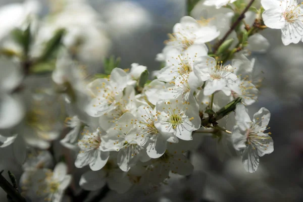 Švestka Bílých Květů Jaře Rozmazané Přírodní Pozadí — Stock fotografie