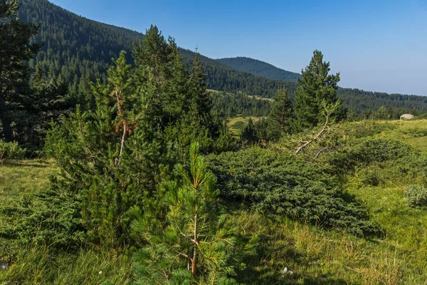 Landskap Begovitsa River Valley Berget Pirin Bulgarien — Stockfoto