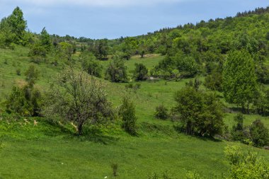 Green Hills bahar manzara yakınındaki köy Fotinovo Rodop dağ, Pazarcık bölge, Bulgaristan