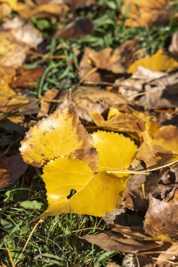 Farklı renk yapraklı sonbahar arkaplanı