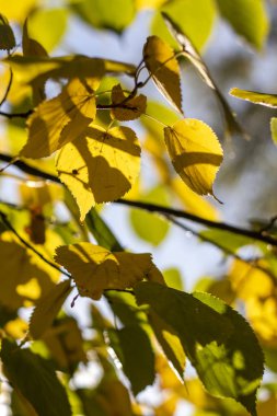 Farklı renk yapraklı sonbahar arkaplanı