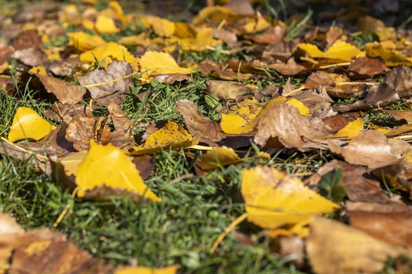 Herbst Hintergrund mit verschiedenen Farben Blätter — Stockfoto