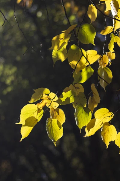 Fondo otoñal con hojas de diferentes colores —  Fotos de Stock