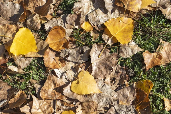 Höstbakgrund med olika färgblad — Stockfoto