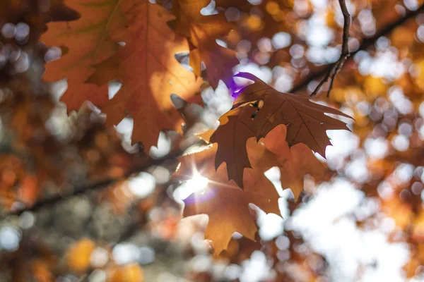 Fondo otoñal con hojas de diferentes colores —  Fotos de Stock