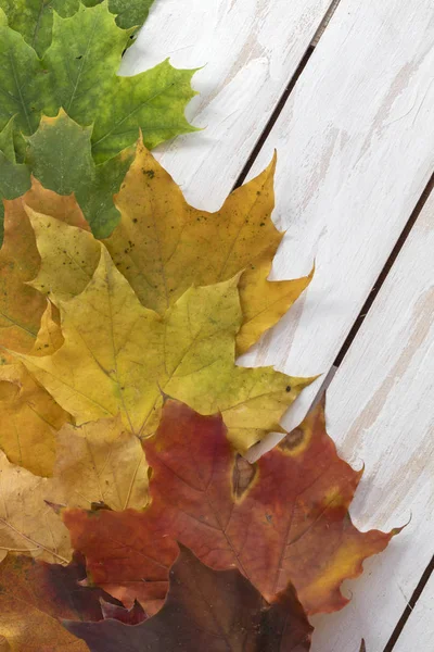 Autumn background with different colour leaves — Stock Photo, Image