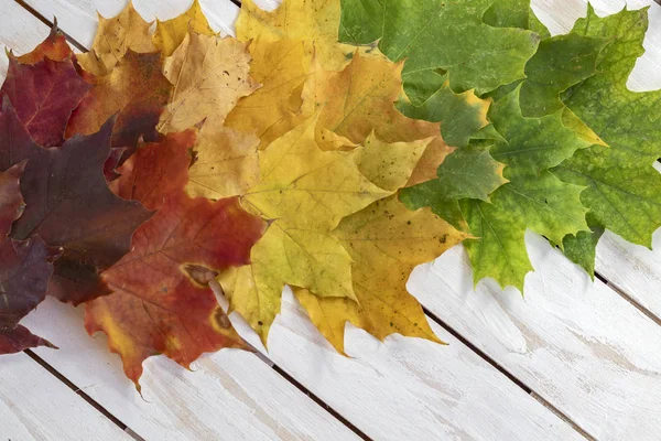 Podzimní pozadí s různými barevnými listy — Stock fotografie