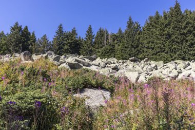 Bulgaristan 'ın Vitosha Dağı' nda Moraine ile manzara