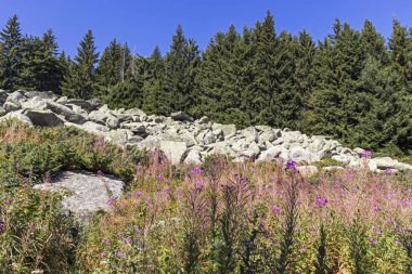 Bulgaristan 'ın Vitosha Dağı' nda Moraine ile manzara