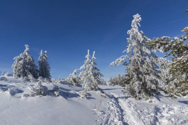 Karla kaplı Vitosha Dağı 'nın kış manzarası.