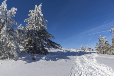 Karla kaplı Vitosha Dağı 'nın kış manzarası.