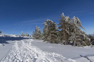 Karla kaplı Vitosha Dağı 'nın kış manzarası.