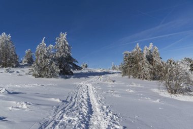Karla kaplı Vitosha Dağı 'nın kış manzarası.